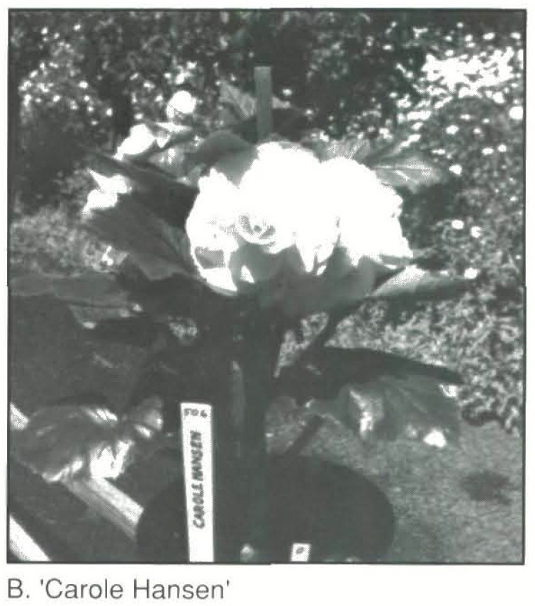 B. ‘Carole Hansen’